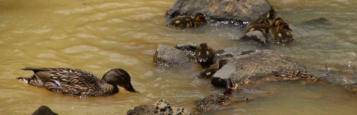 Mallard - Betty Thomas