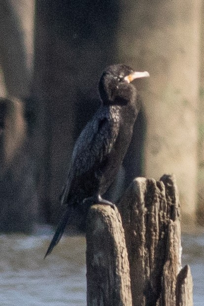 Cormorán Biguá - ML620713294