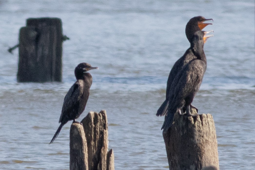 Neotropic Cormorant - ML620713296