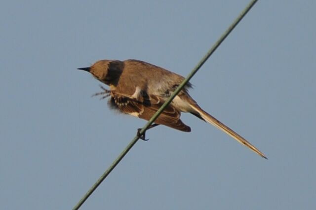 Northern Mockingbird - ML620713304