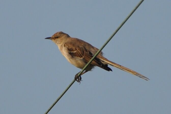 Northern Mockingbird - ML620713305