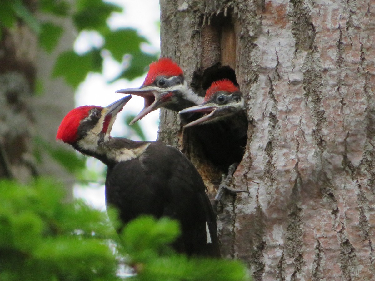 Pileated Woodpecker - ML620713317