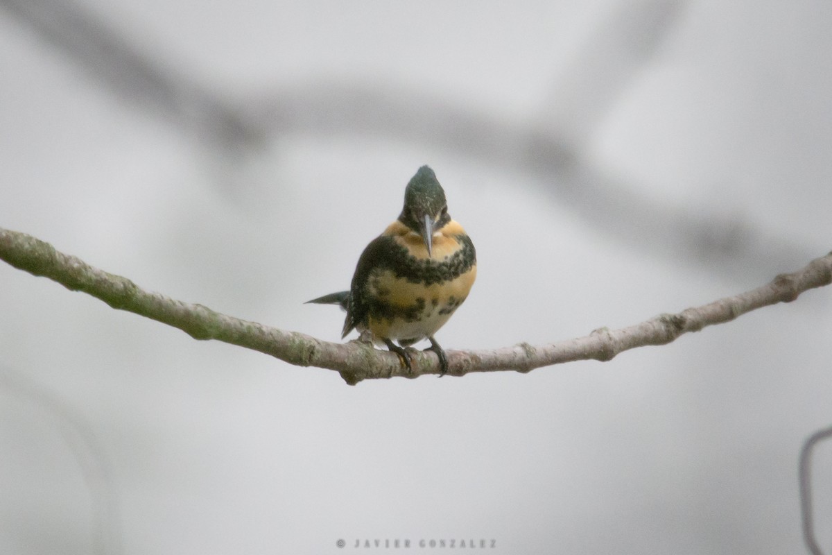 Green Kingfisher - ML620713319