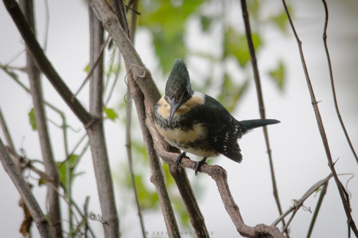 Green Kingfisher - ML620713320