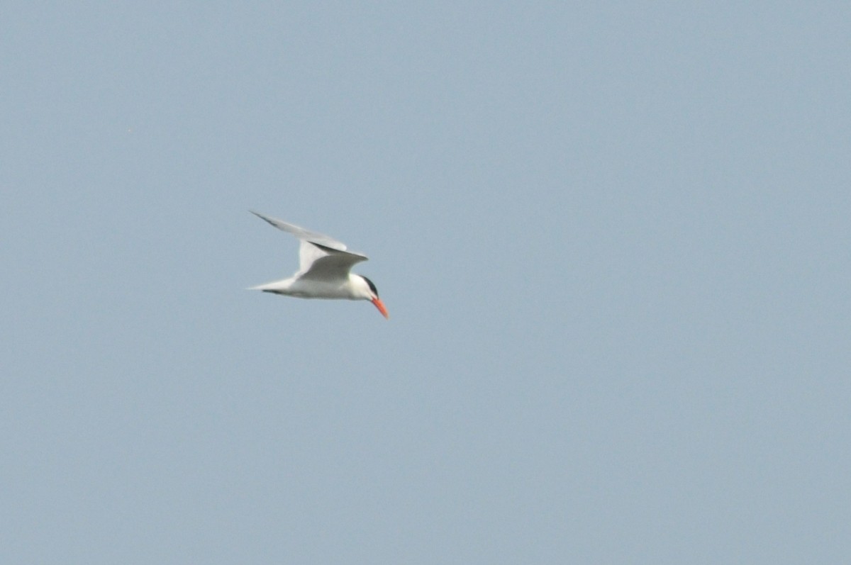 Caspian Tern - ML620713321