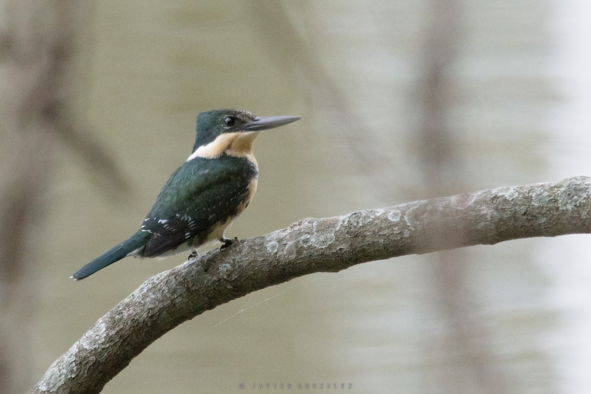 Green Kingfisher - ML620713322