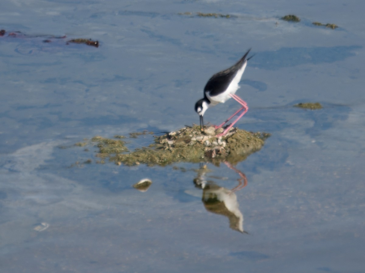 Black-necked Stilt - ML620713323