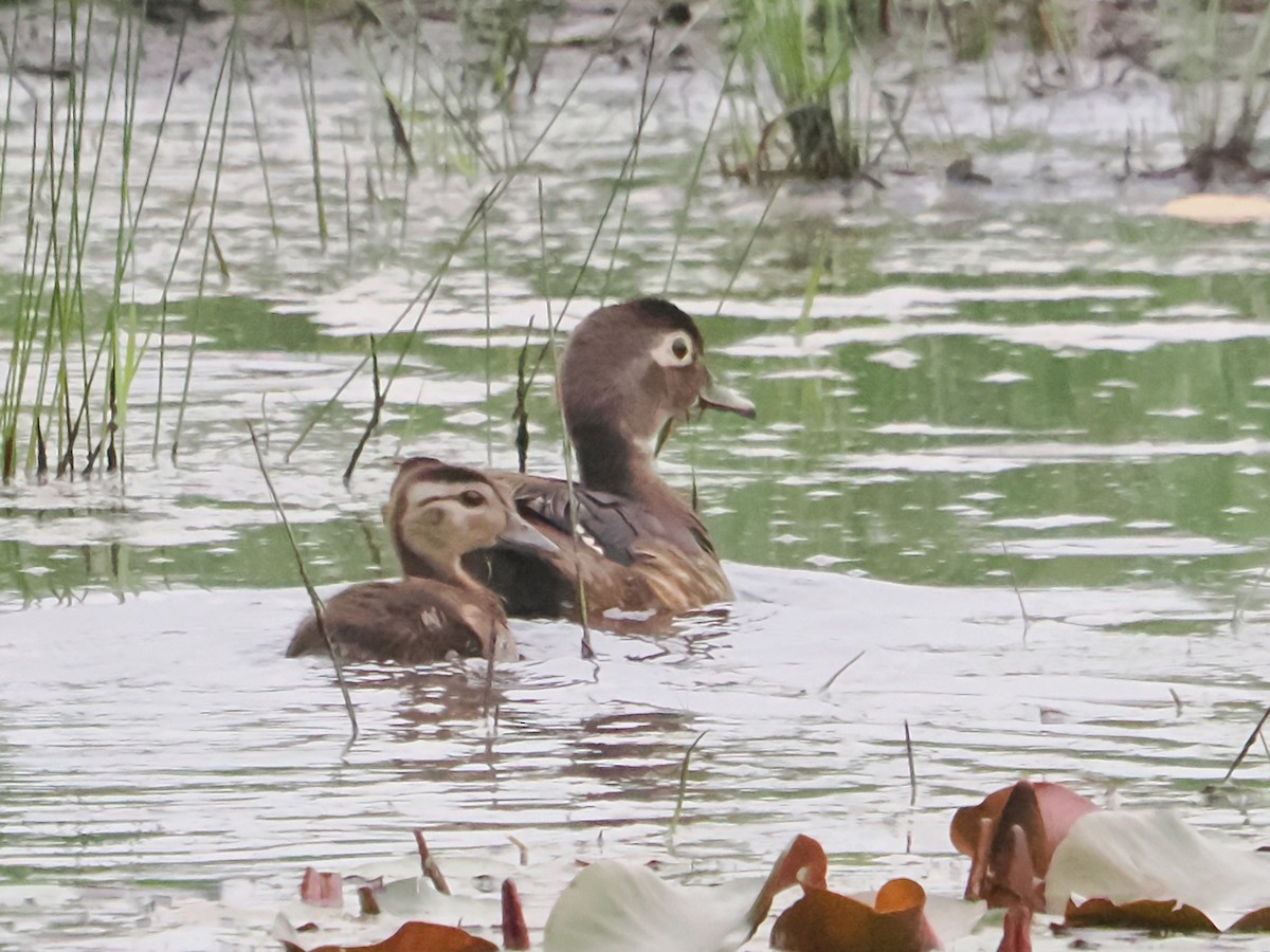 Wood Duck - ML620713324