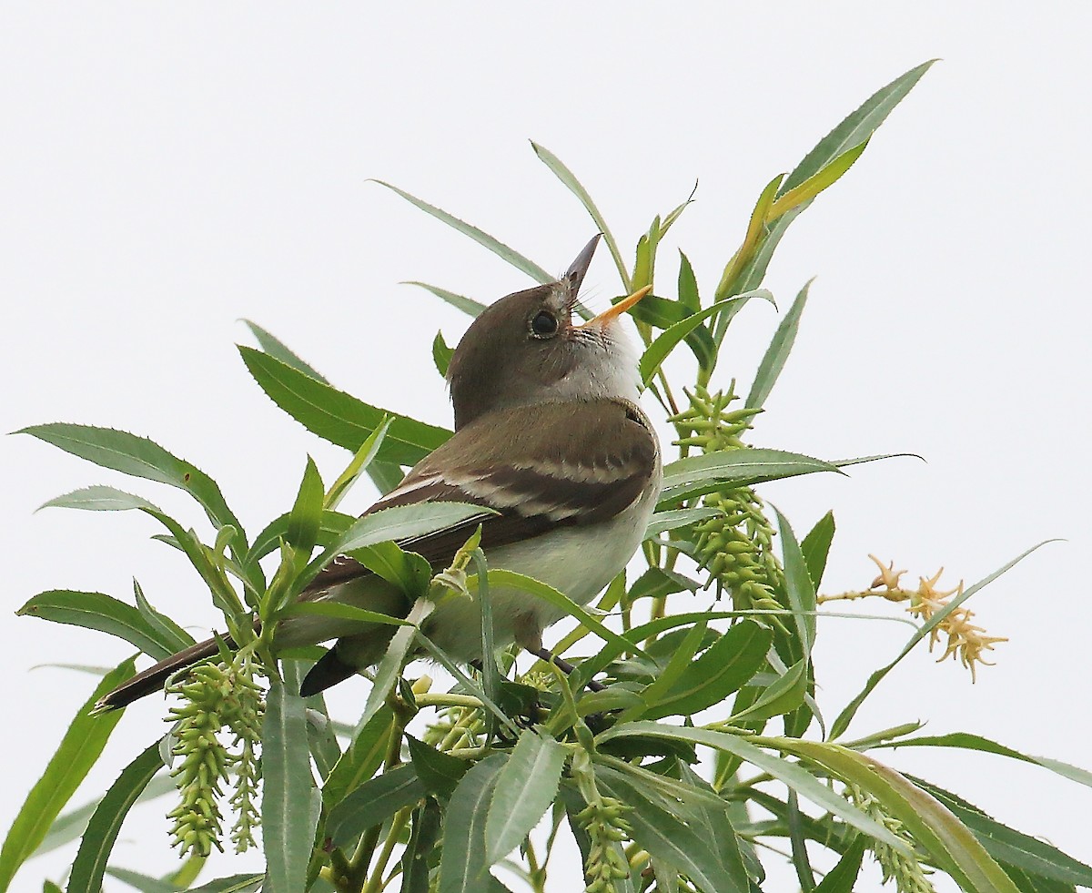 Willow Flycatcher - ML620713325