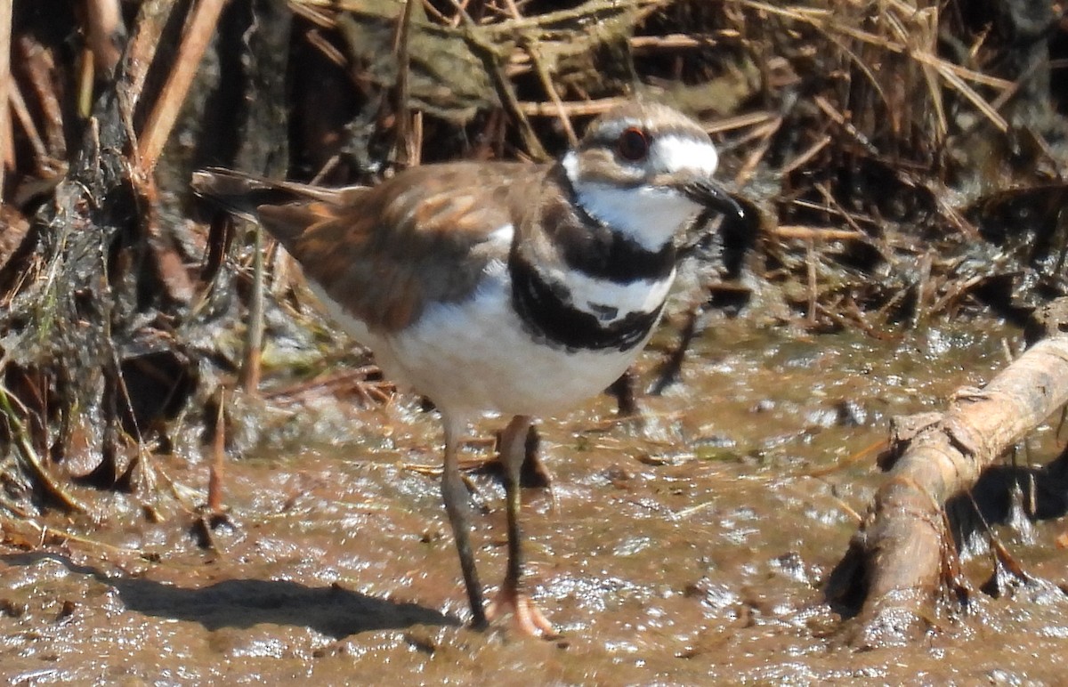 Killdeer - ML620713329