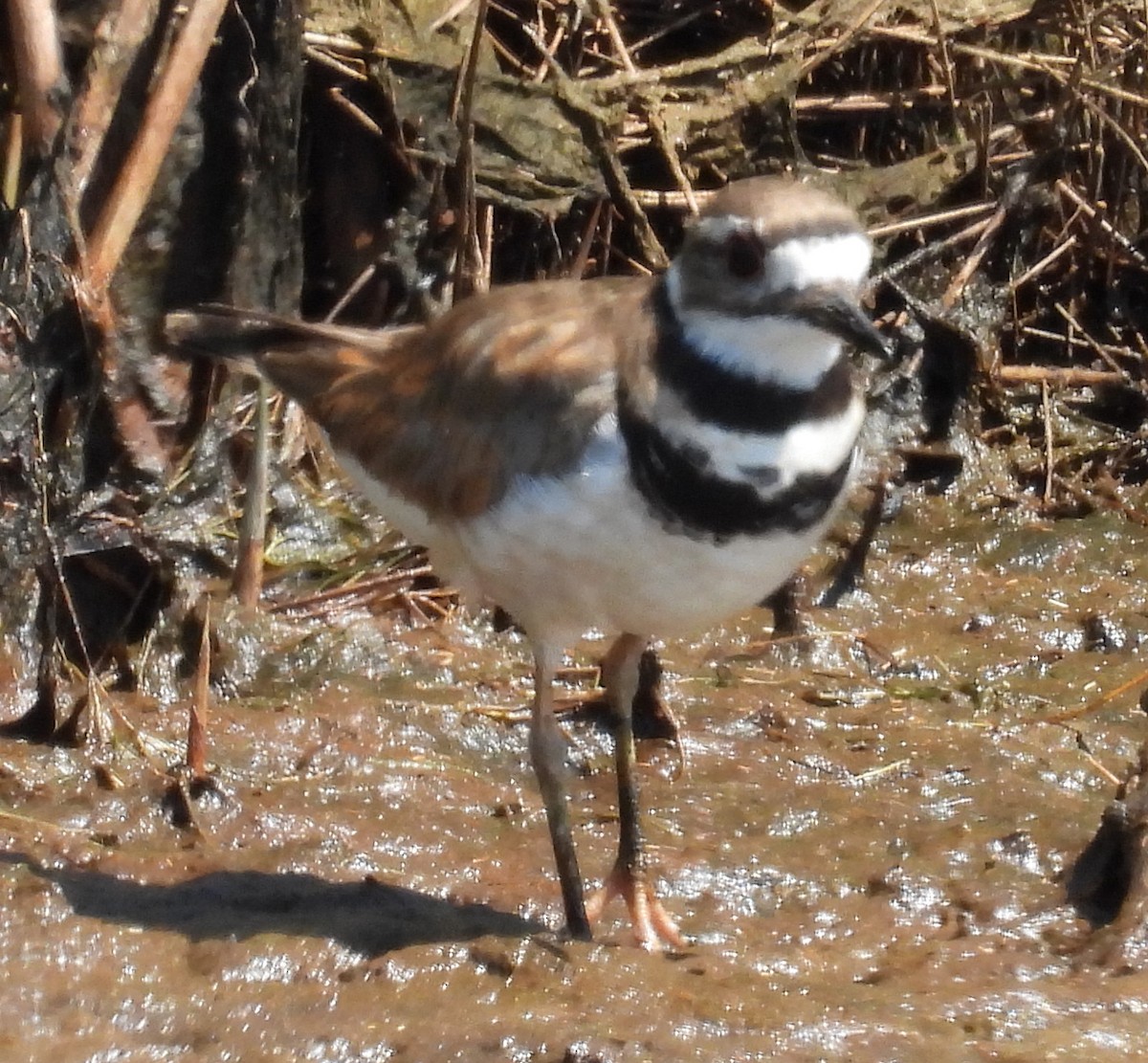 Killdeer - ML620713330