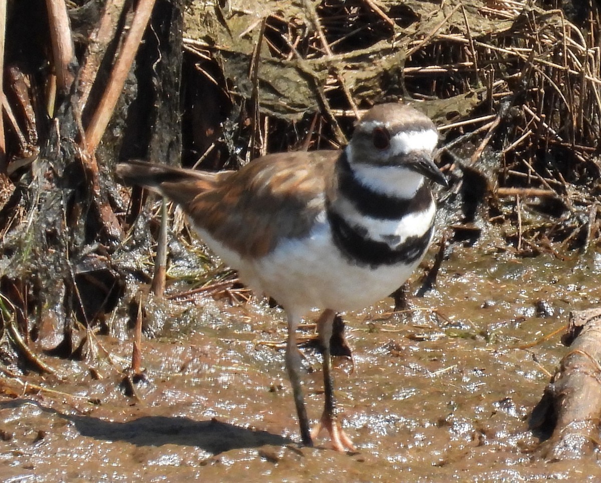 Killdeer - ML620713331