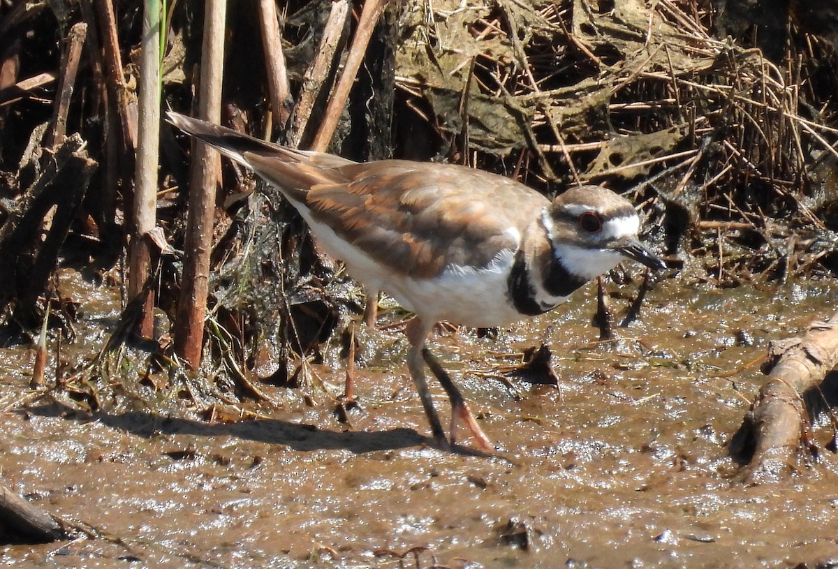 Killdeer - ML620713332