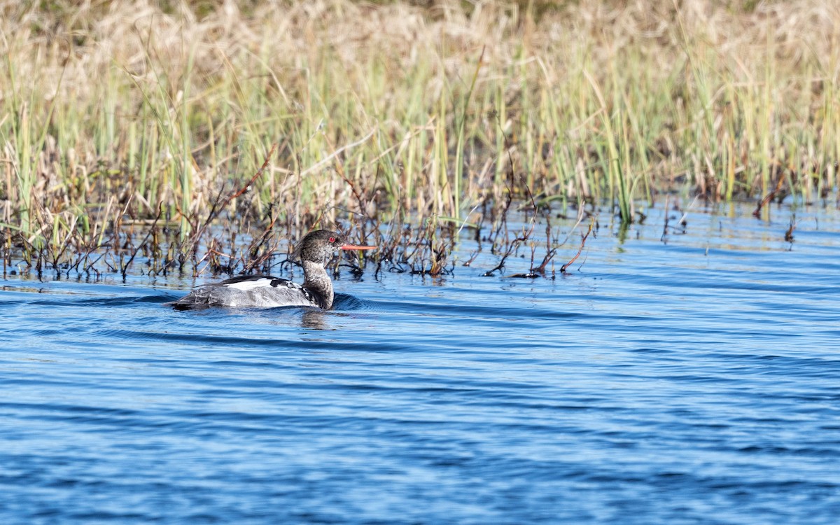 Red-breasted Merganser - ML620713335