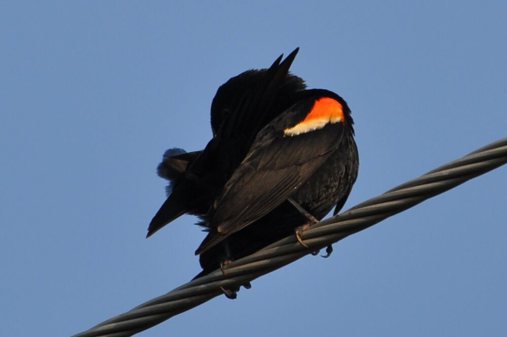 Red-winged Blackbird - ML620713336