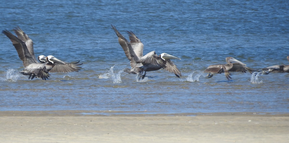 Brown Pelican - ML620713338