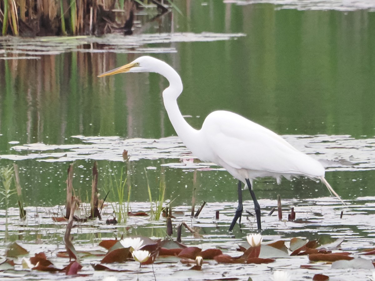 Great Egret - ML620713340