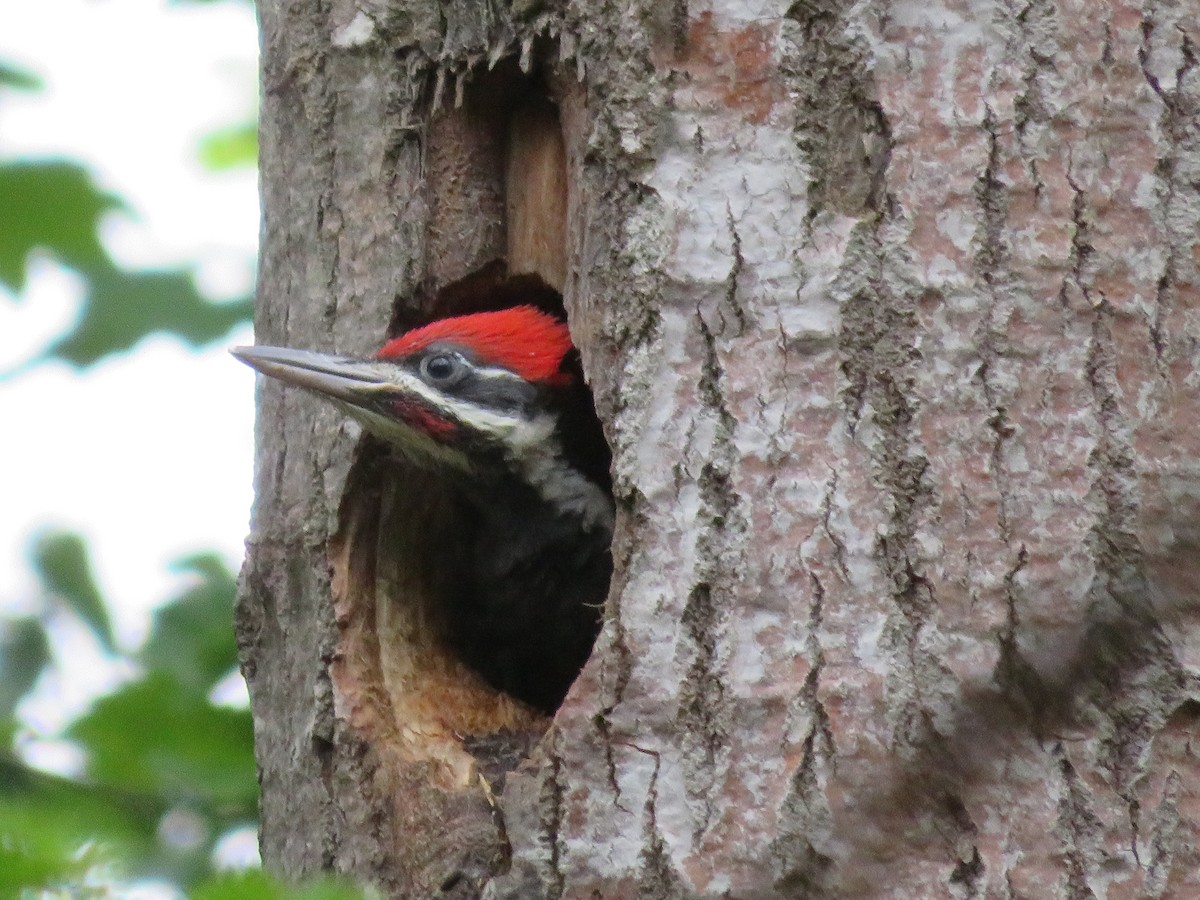 Pileated Woodpecker - ML620713343