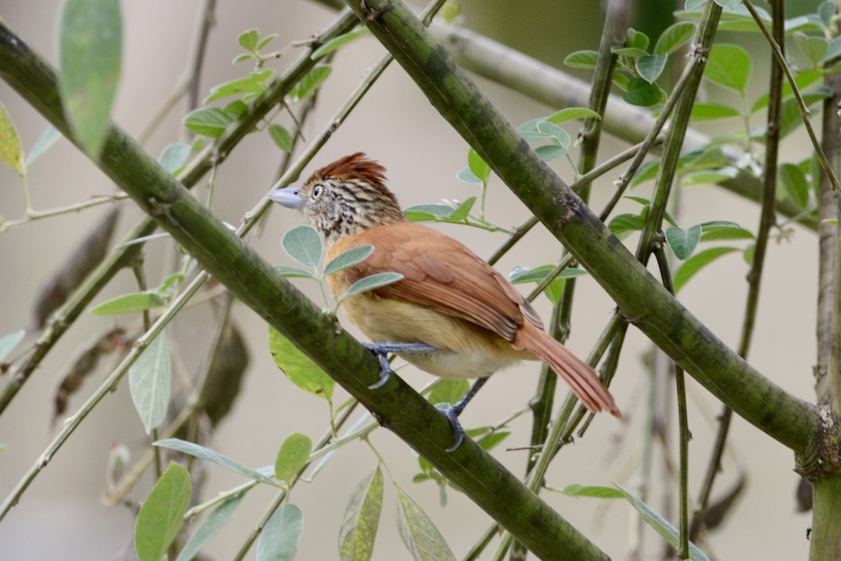 Barred Antshrike - ML620713344