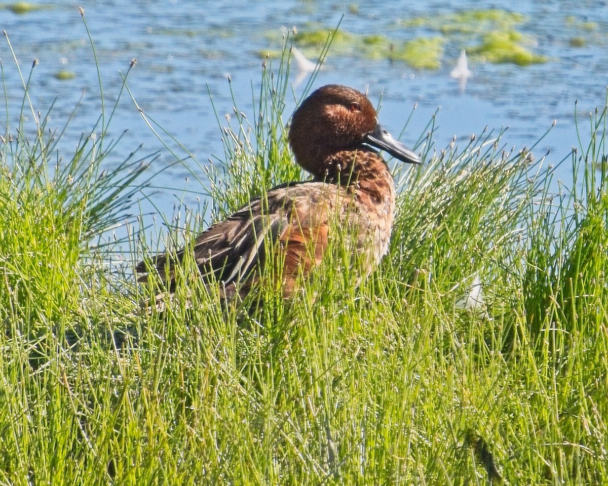 Cinnamon Teal - ML620713345