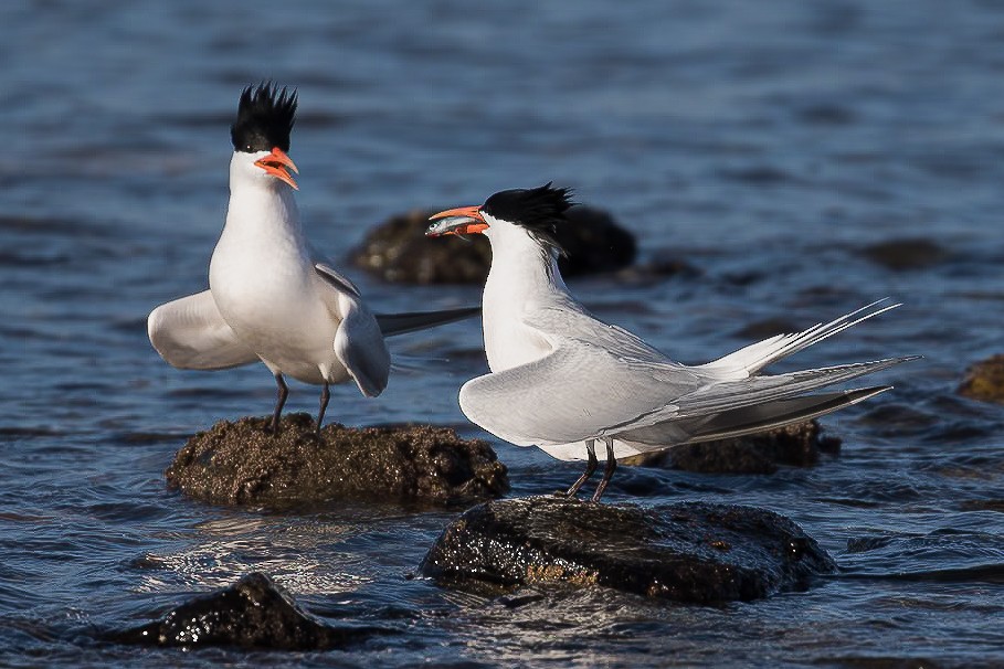 Elegant Tern - ML620713346