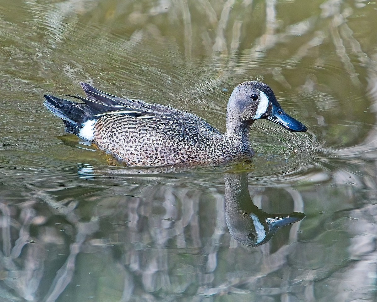Blue-winged Teal - ML620713348