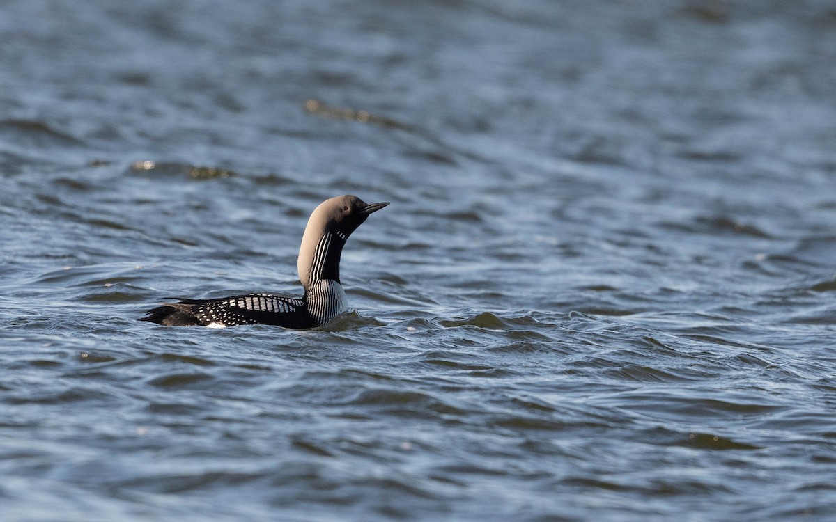 Arctic Loon - ML620713351