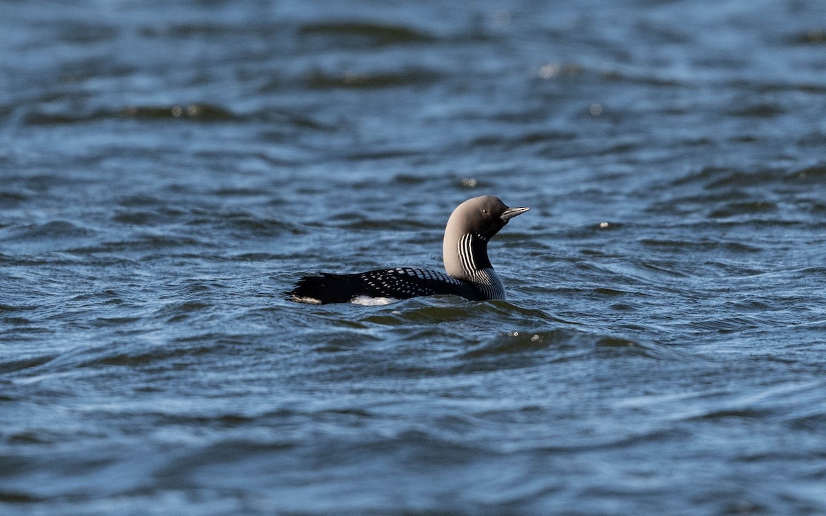 Arctic Loon - ML620713353