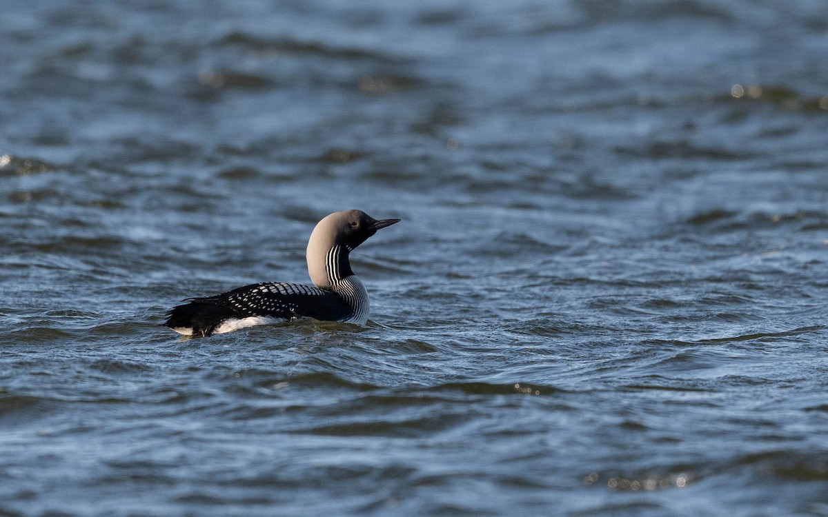 Arctic Loon - ML620713355