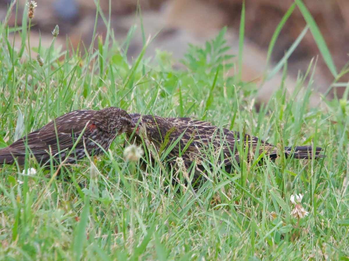 Red-winged Blackbird - ML620713356