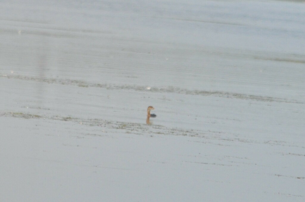 Pied-billed Grebe - ML620713360