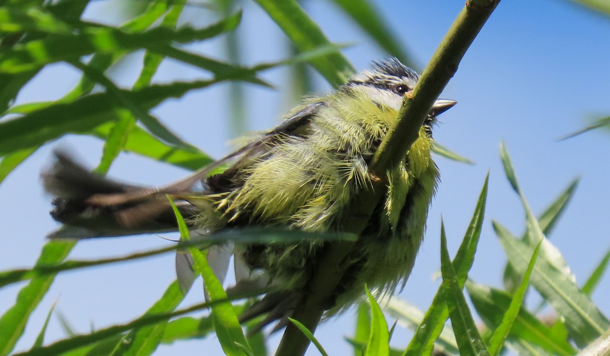 Eurasian Blue Tit - ML620713361