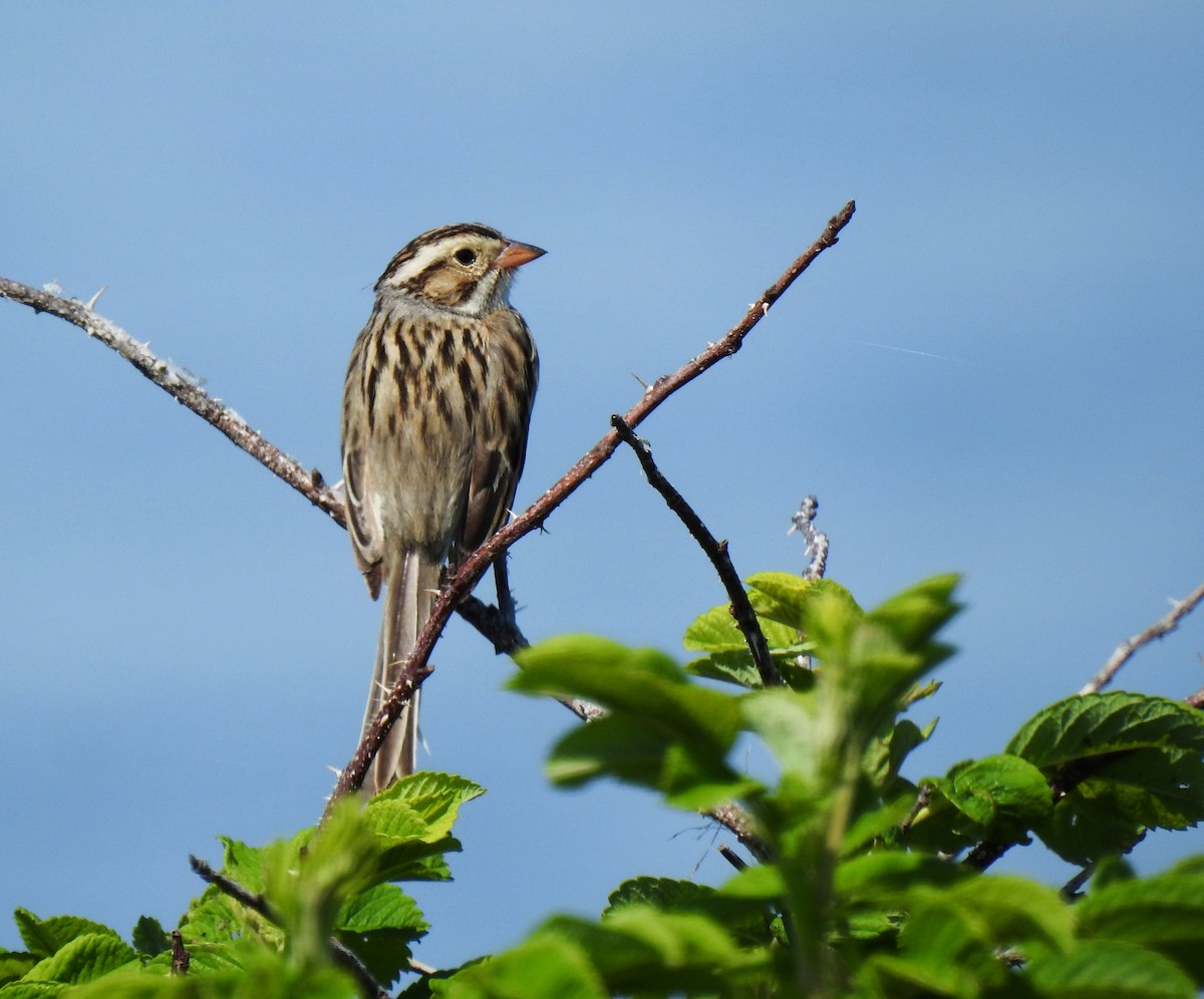 Clay-colored Sparrow - ML620713362