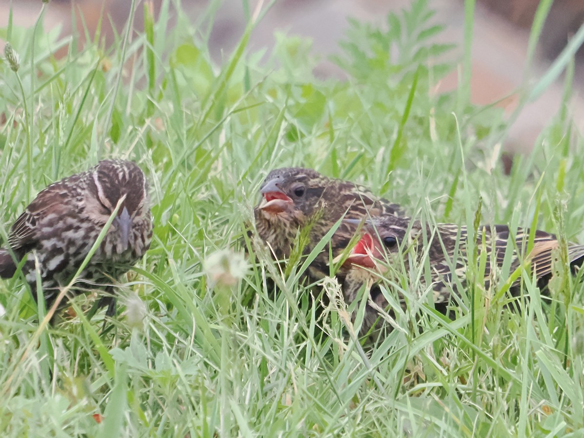 Red-winged Blackbird - ML620713363