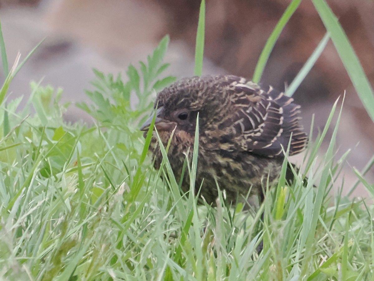 Red-winged Blackbird - ML620713365