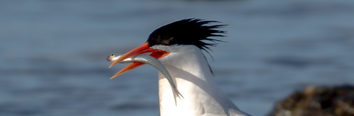 Elegant Tern - ML620713366