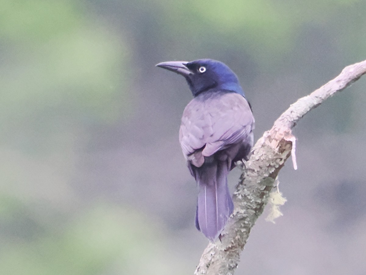 Common Grackle - ML620713368