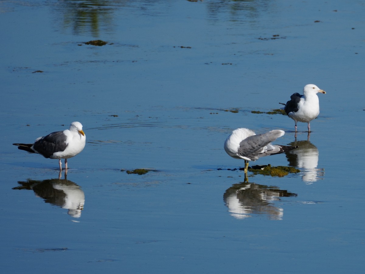 Gaviota Californiana - ML620713369