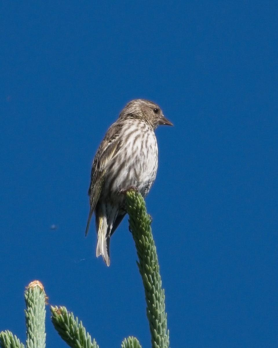 House Finch - ML620713370