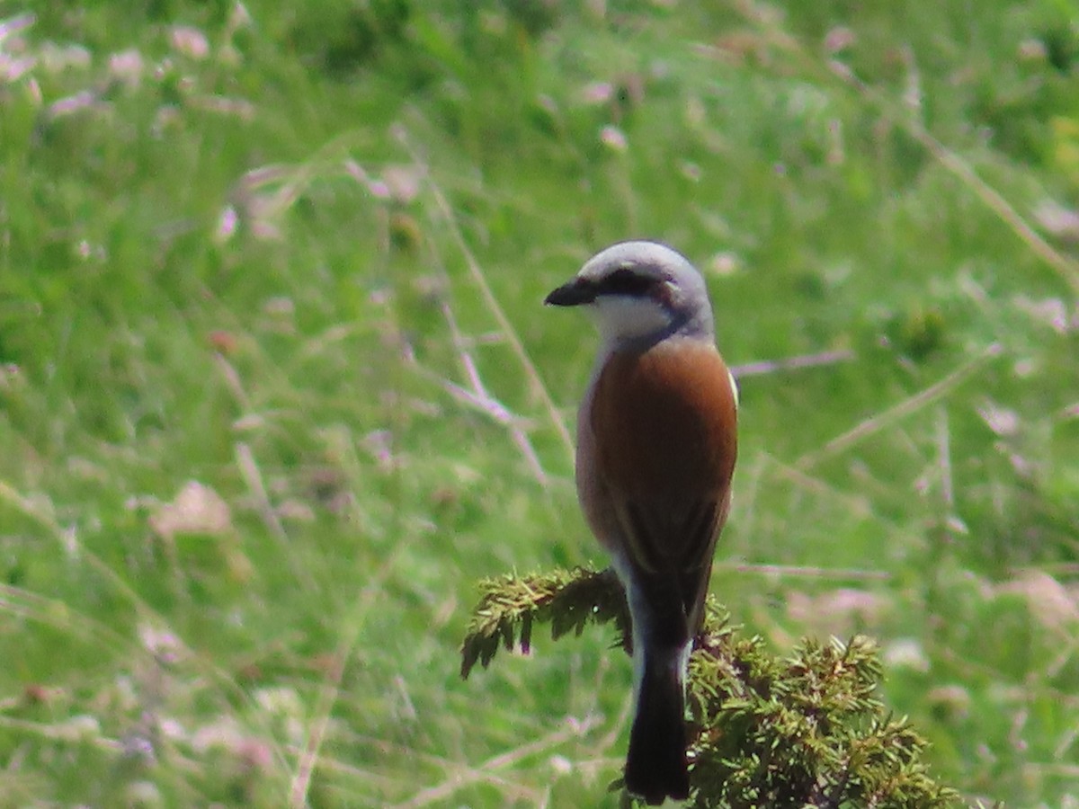 Red-backed Shrike - Jaume Sastre Garriga