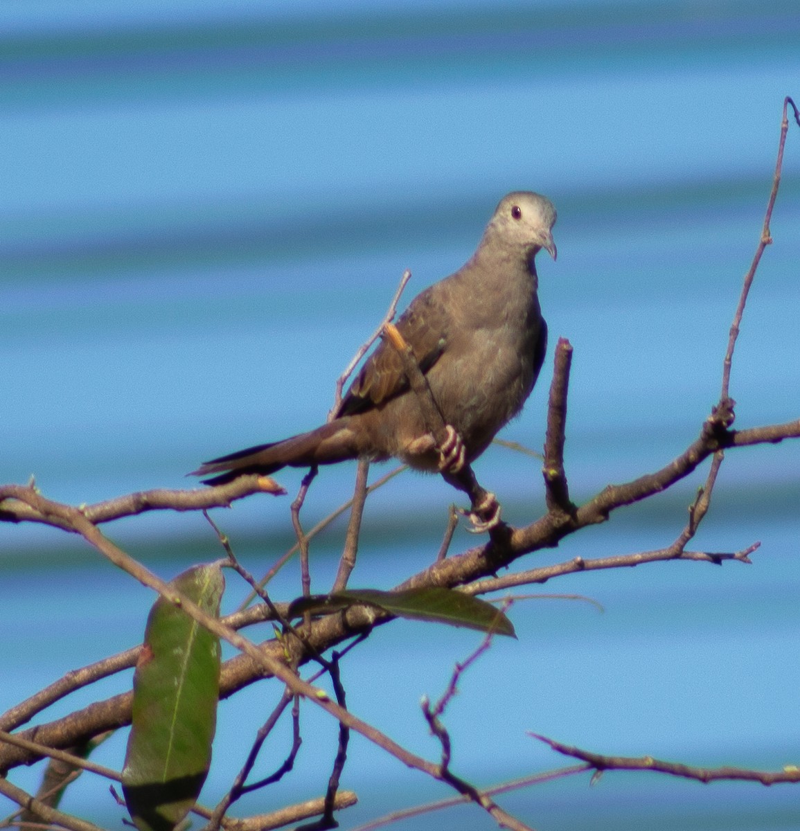 Ruddy Ground Dove - ML620713374