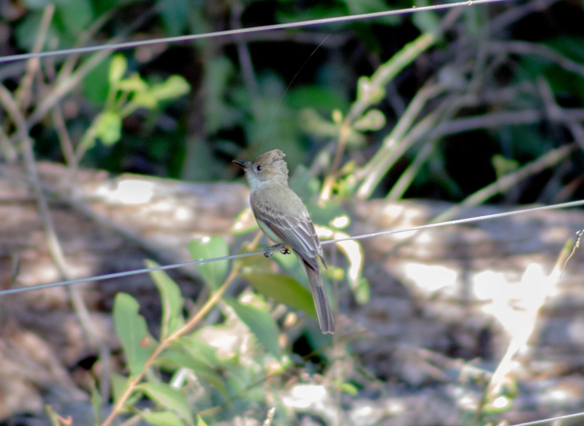 Short-crested Flycatcher - ML620713379