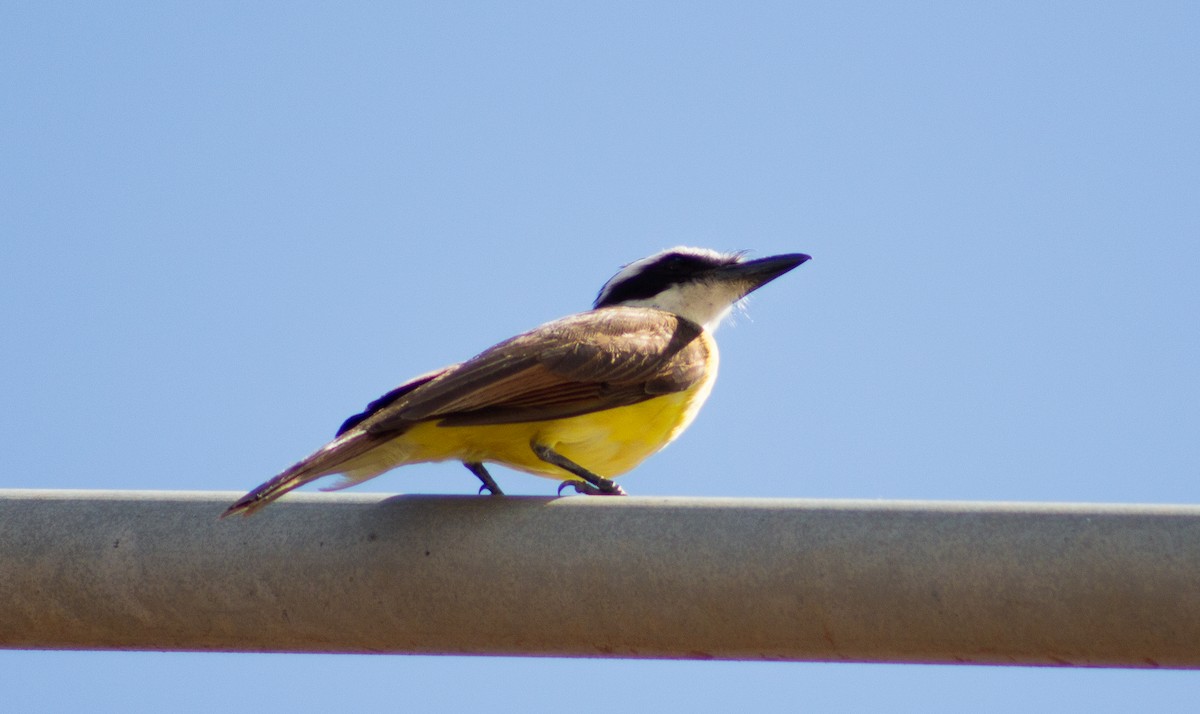 Great Kiskadee - ML620713381