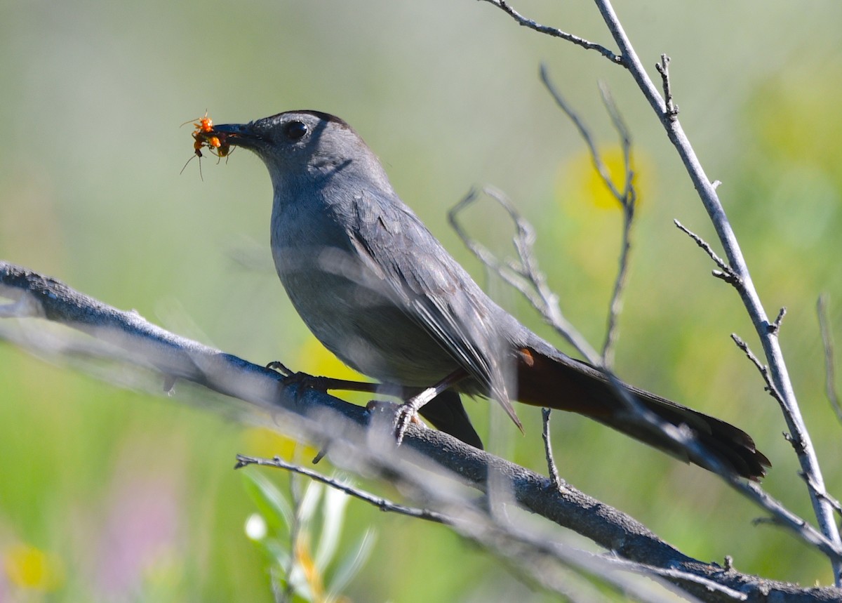 Gray Catbird - ML620713383