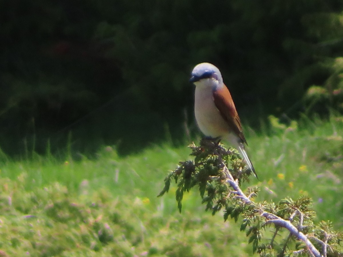 Red-backed Shrike - ML620713384