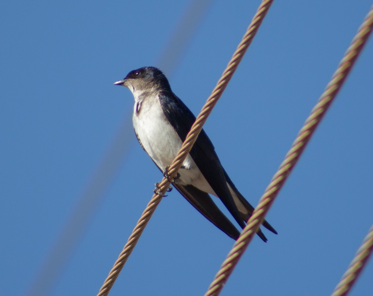 Gray-breasted Martin - ML620713386