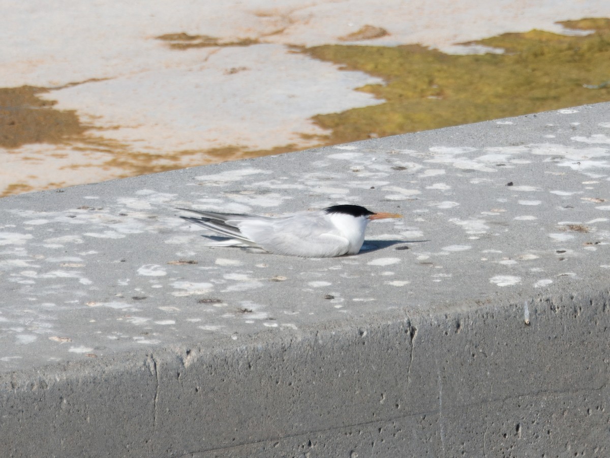 Elegant Tern - ML620713387