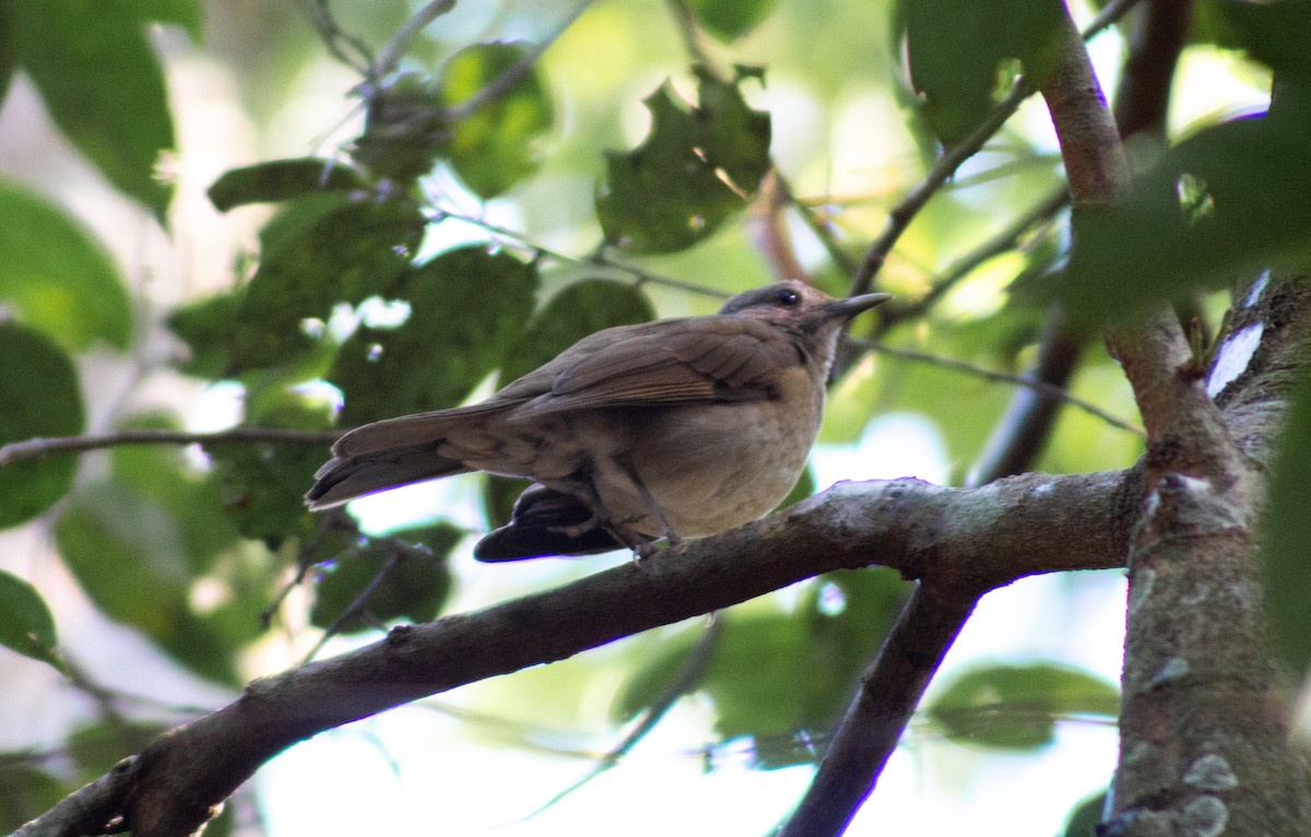 Pale-breasted Thrush - ML620713388