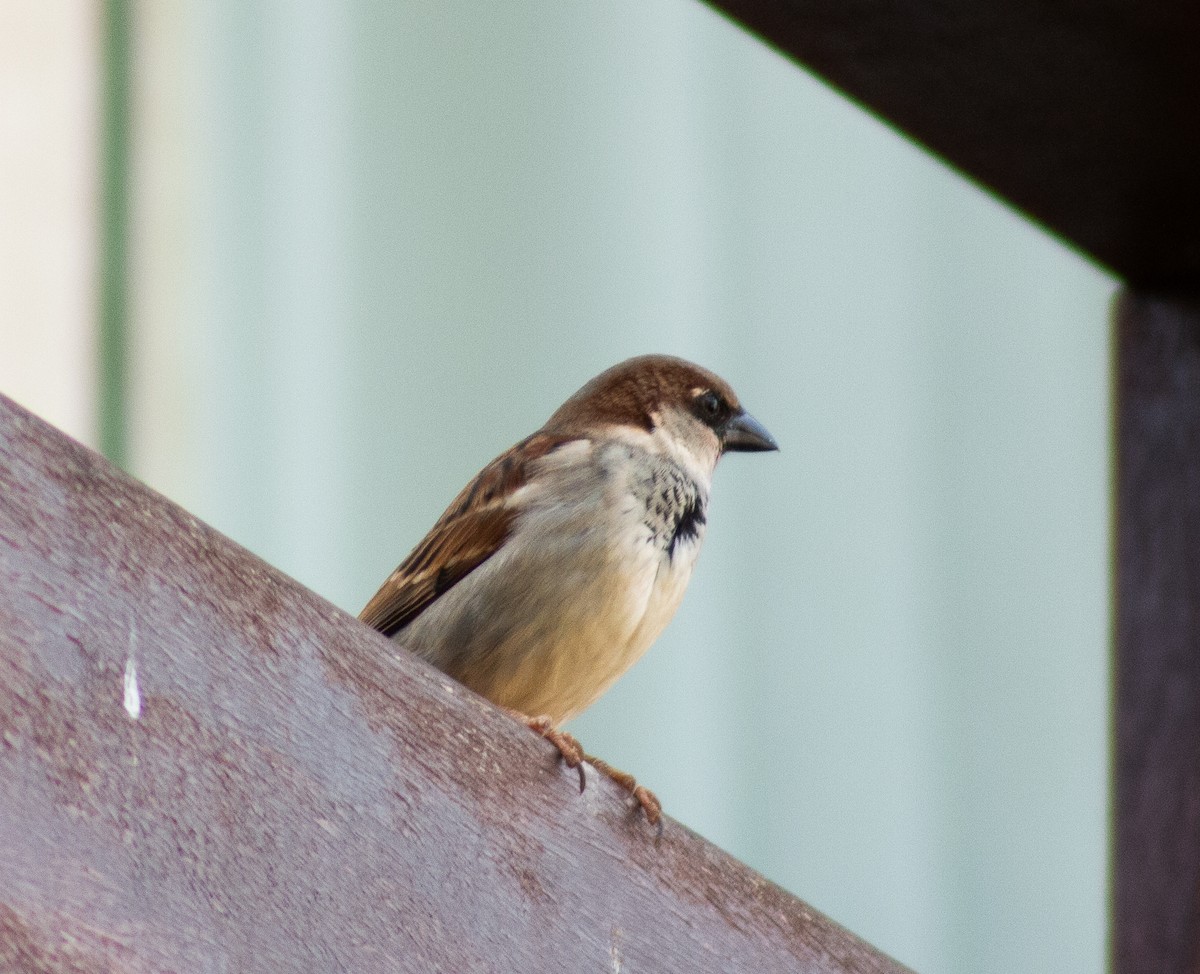 House Sparrow - ML620713389