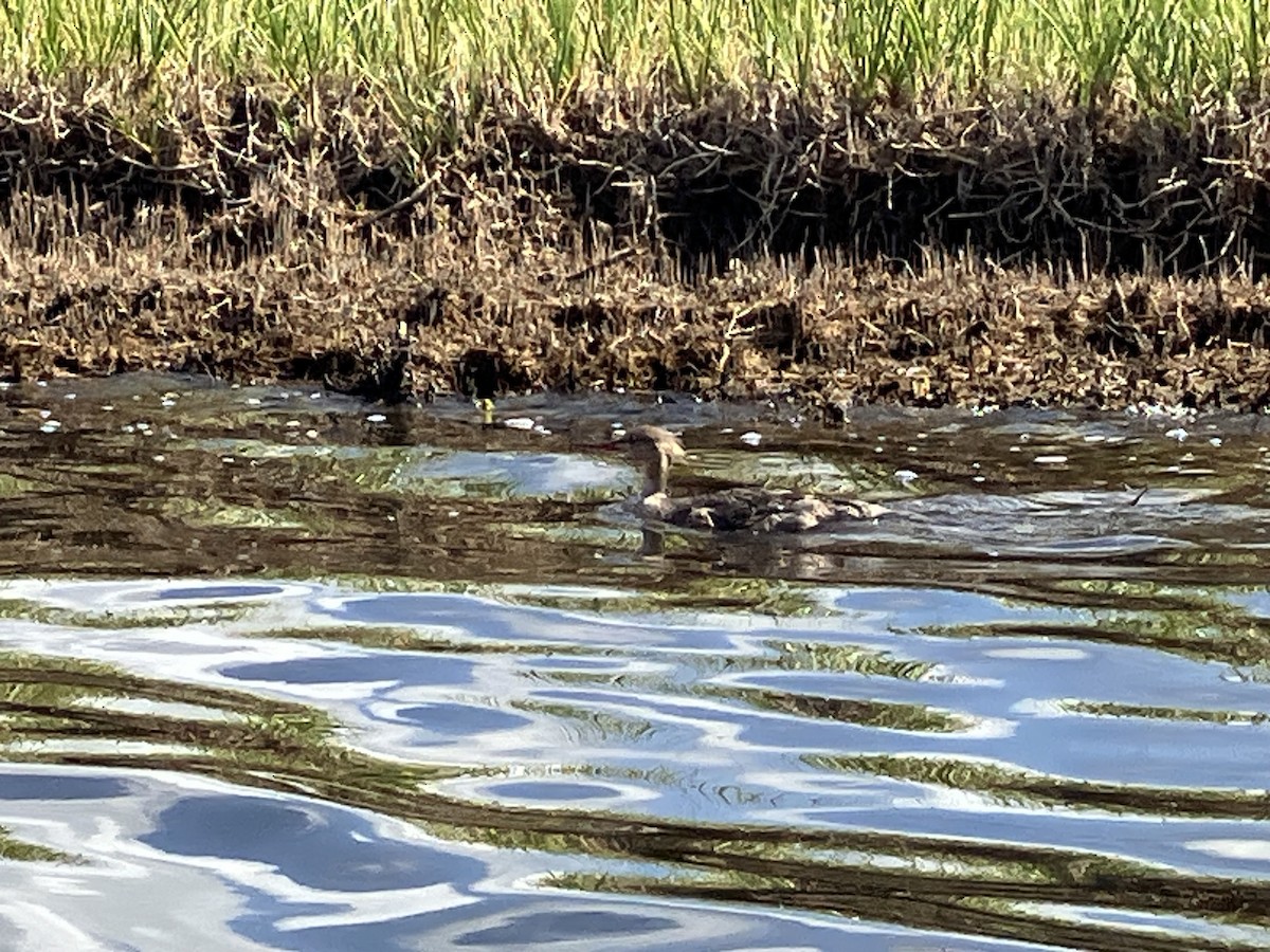 Red-breasted Merganser - ML620713392